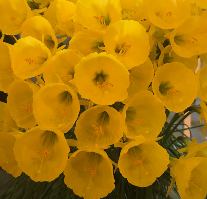 Narcissus bulbocodium 'Lee Martin'